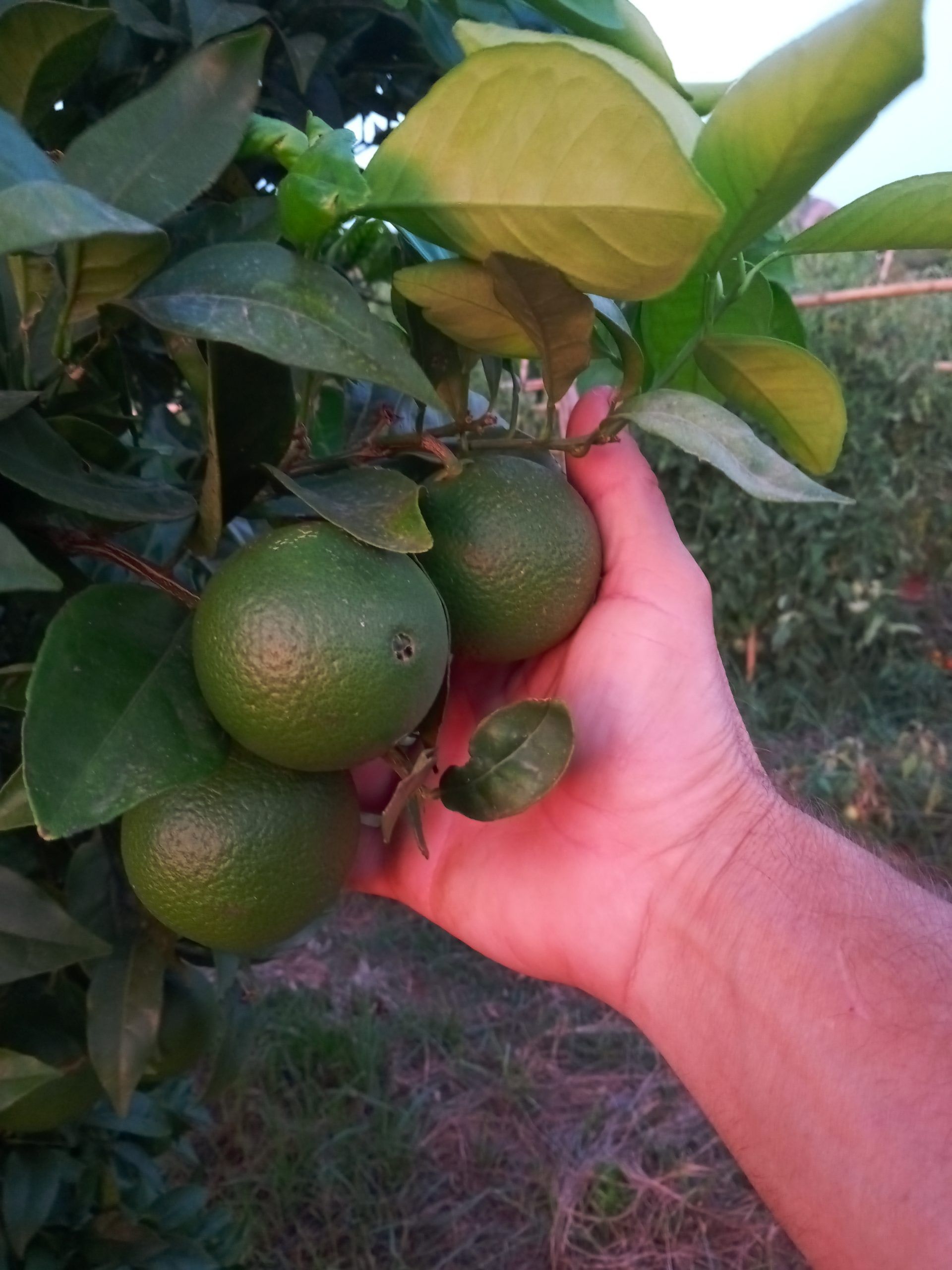 Este otoño se retrasa en el Hort el Rovellet
