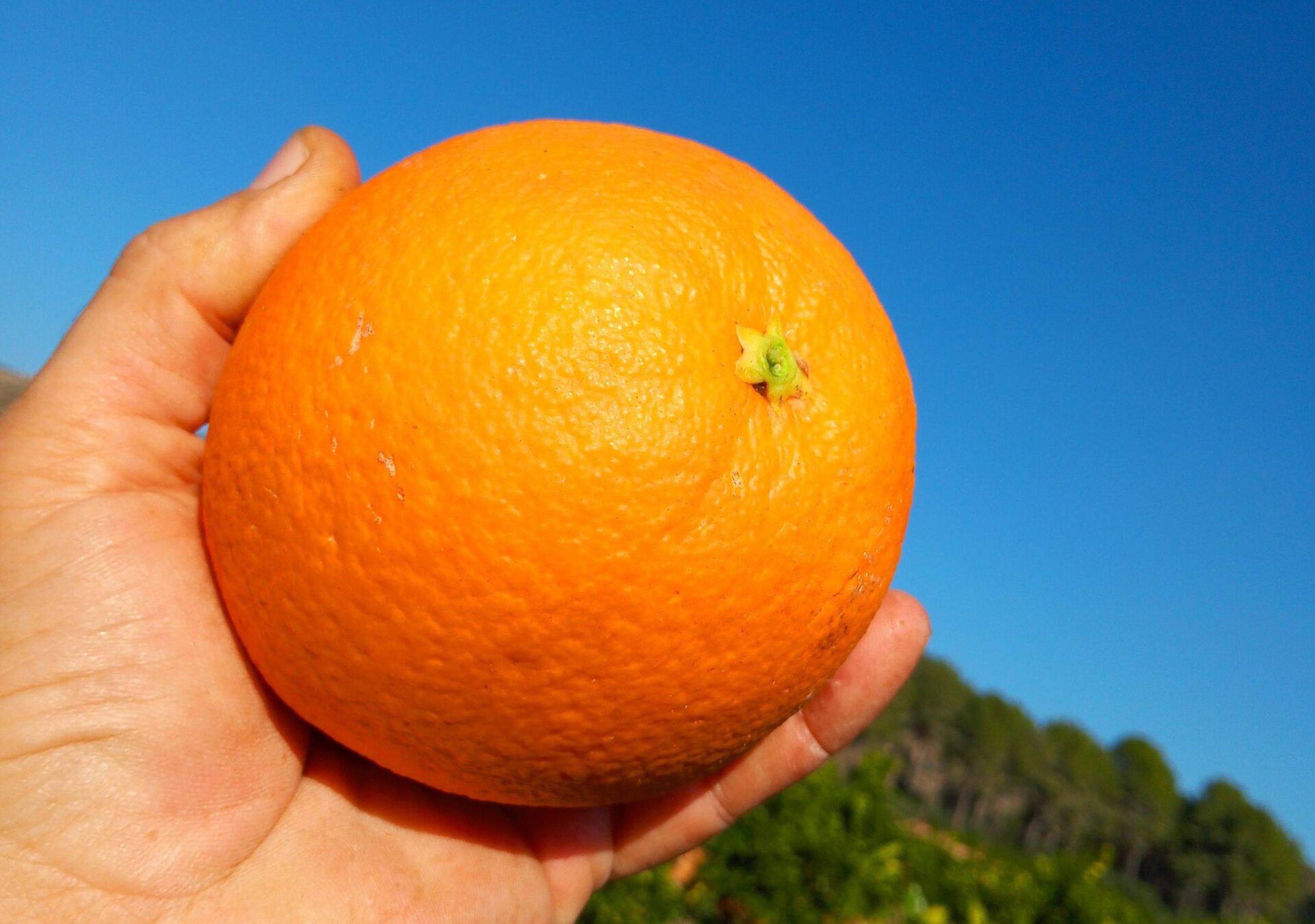 Caja de 10kg de Naranjas de Valencia Ecológicas Variedad Navelina Mezcla (zumo/mesa) - Imagen 3