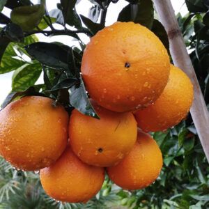 Caja de 15kg de Naranjas de Valencia Ecológicas Variedad Navelina para Mesa