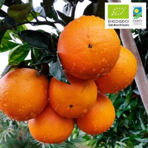 Caja de 15kg de Naranjas de Valencia Ecológicas Variedad Navelina para Mesa