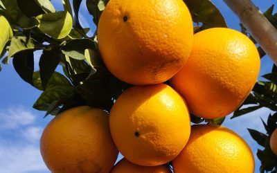 Cómo conservar las Naranjas ecológicas