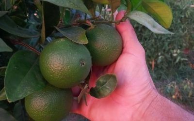 ¿Cómo es el verano en el huerto de naranjas ecológicas?