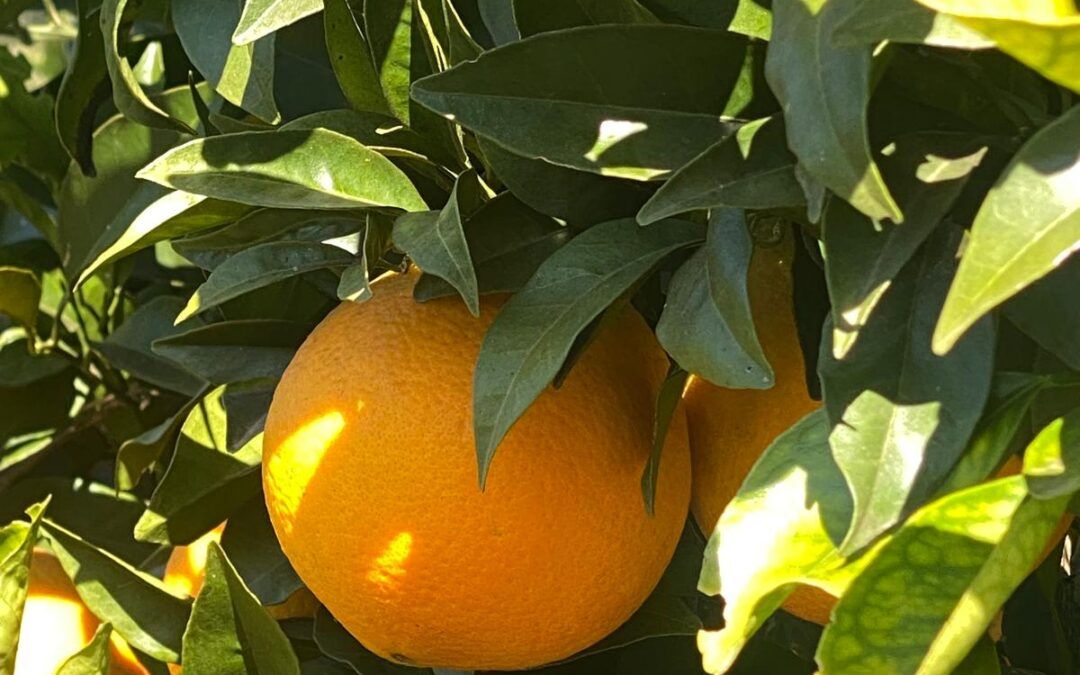 Naranjas Navelina, de dónde viene el nombre?